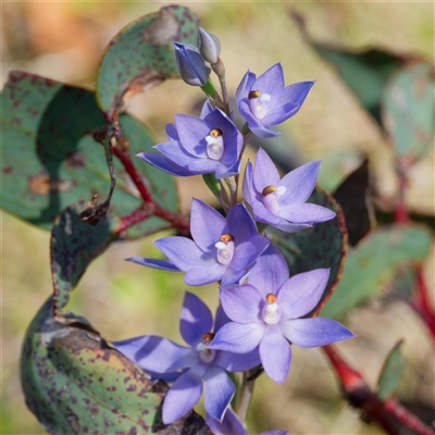 Thelymitra alpina (Mountain Sun Orchid) at Cotter River, ACT - 6 Nov 2024 by DPRees125