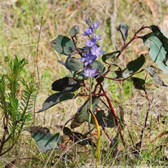 Thelymitra alpina at Cotter River, ACT - 6 Nov 2024