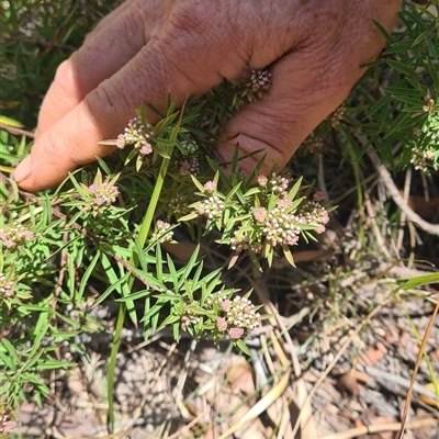 Platysace lanceolata (Shrubby Platysace) at Bermagui, NSW - 8 Nov 2024 by TheCrossingLand