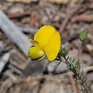 Gompholobium huegelii at Carwoola, NSW - 8 Nov 2024