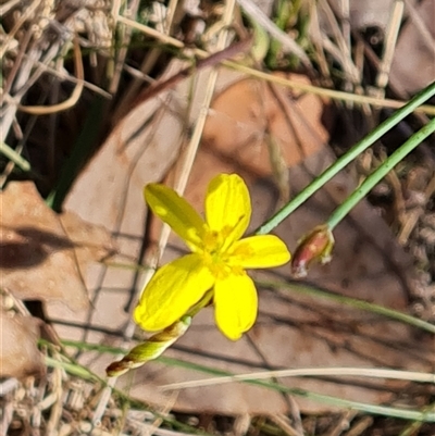 Tricoryne elatior (Yellow Rush Lily) at Isaacs, ACT - 8 Nov 2024 by Mike