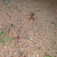 Gryllacrididae (family) at Tharwa, ACT - 7 Nov 2024