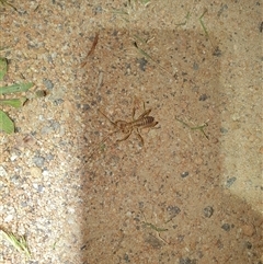 Gryllacrididae (family) at Tharwa, ACT - 7 Nov 2024