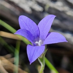 Wahlenbergia stricta subsp. stricta at Carwoola, NSW - 8 Nov 2024 01:25 PM