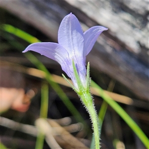 Wahlenbergia stricta subsp. stricta at Carwoola, NSW - 8 Nov 2024 01:25 PM