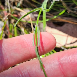 Wahlenbergia stricta subsp. stricta at Carwoola, NSW - 8 Nov 2024 01:25 PM