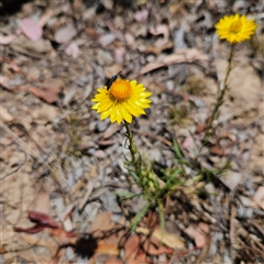 Xerochrysum viscosum (Sticky Everlasting) at Carwoola, NSW - 8 Nov 2024 by MatthewFrawley