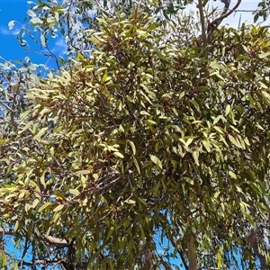 Muellerina eucalyptoides at Isaacs, ACT - 8 Nov 2024 03:01 PM