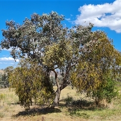 Amyema miquelii (Box Mistletoe) at Isaacs, ACT - 8 Nov 2024 by Mike