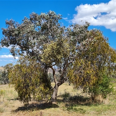 Amyema miquelii (Box Mistletoe) at Isaacs, ACT - 8 Nov 2024 by Mike