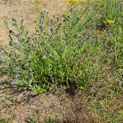 Echium plantagineum (Paterson's Curse) at Isaacs, ACT - 8 Nov 2024 by Mike