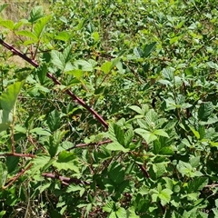 Rubus anglocandicans (Blackberry) at Isaacs, ACT - 8 Nov 2024 by Mike