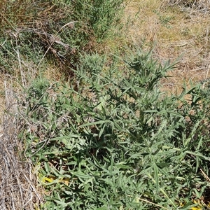 Cirsium vulgare at Isaacs, ACT - 8 Nov 2024 02:47 PM