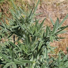 Cirsium vulgare at Isaacs, ACT - 8 Nov 2024 02:47 PM