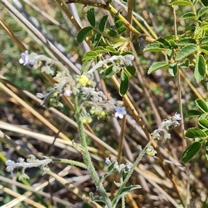 Cynoglossum australe at Isaacs, ACT - 8 Nov 2024 02:45 PM