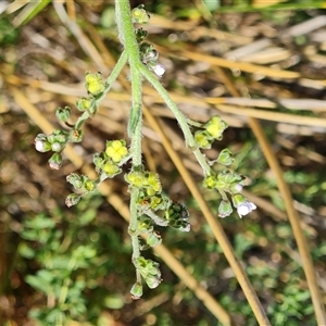 Cynoglossum australe at Isaacs, ACT - 8 Nov 2024 02:45 PM