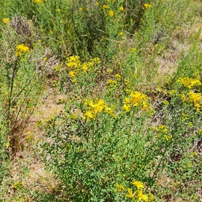 Hypericum perforatum (St John's Wort) at Isaacs, ACT - 8 Nov 2024 by Mike