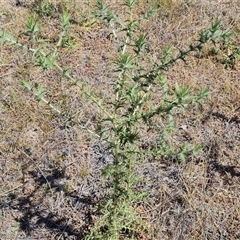 Carthamus lanatus (Saffron Thistle) at Isaacs, ACT - 8 Nov 2024 by Mike