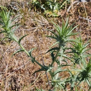 Carthamus lanatus at Isaacs, ACT - 8 Nov 2024