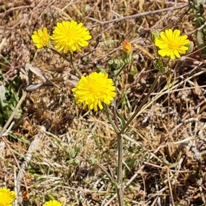 Crepis capillaris at Isaacs, ACT - 8 Nov 2024 02:29 PM