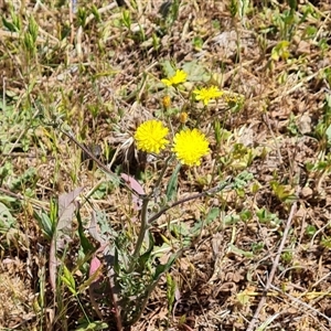 Crepis capillaris at Isaacs, ACT - 8 Nov 2024