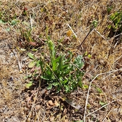 Crepis capillaris at Isaacs, ACT - 8 Nov 2024 02:29 PM