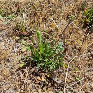 Crepis capillaris at Isaacs, ACT - 8 Nov 2024