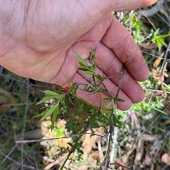 Leucopogon affinis (Lance Beard-heath) at Bermagui, NSW - 8 Nov 2024 by TheCrossingLand