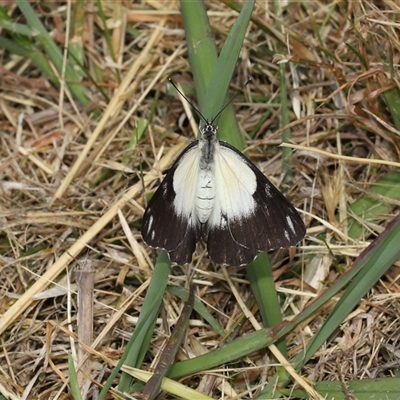 Belenois java (Caper White) at Yarralumla, ACT - 5 Nov 2024 by TimL