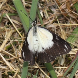 Belenois java at Yarralumla, ACT - 5 Nov 2024 01:43 PM