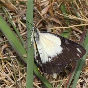 Belenois java at Yarralumla, ACT - 5 Nov 2024 01:43 PM