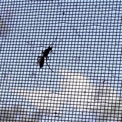 Pompilidae (family) at Lyons, ACT - 8 Nov 2024 02:47 PM