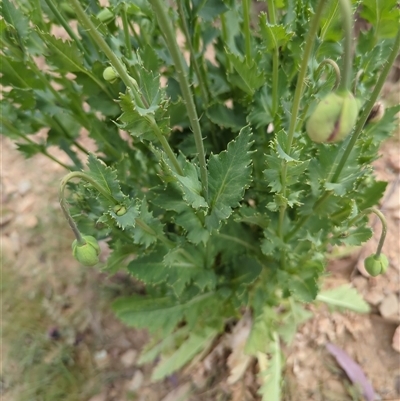 Papaver somniferum (Opium Poppy) at Booth, ACT - 8 Nov 2024 by Amahon