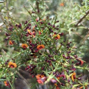 Daviesia ulicifolia subsp. ruscifolia at Booth, ACT - 8 Nov 2024