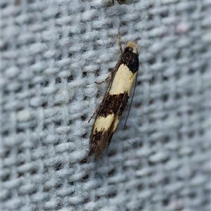 Macrobathra (genus) at Harrison, ACT - 5 Nov 2024