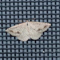 Taxeotis intextata (Looper Moth, Grey Taxeotis) at Harrison, ACT - 5 Nov 2024 by DPRees125