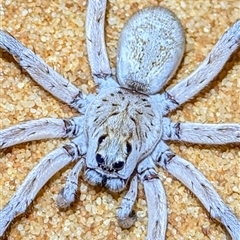 Lycosidae (family) (Unidentified wolf spider) at Francois Peron National Park, WA - 6 Nov 2024 by HelenCross