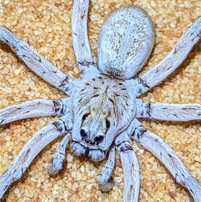 Lycosidae (family) (Unidentified wolf spider) at Francois Peron National Park, WA - 6 Nov 2024 by HelenCross