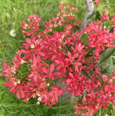 Ceratopetalum gummiferum at Blaxlands Creek, NSW - 8 Nov 2024 by VickiC