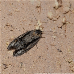 Agriophara leptosemela (A Gelechioid moth) at Harrison, ACT - 5 Nov 2024 by DPRees125