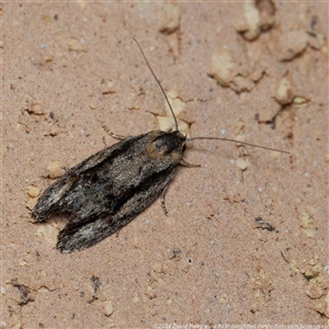 Agriophara leptosemela at Harrison, ACT - 5 Nov 2024