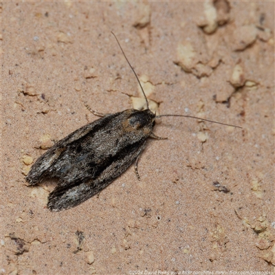 Agriophara leptosemela (A Flat-bodied moth (Depressidae) at Harrison, ACT - 5 Nov 2024 by DPRees125