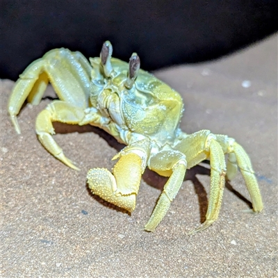 Ocypodidae (family) at Francois Peron National Park, WA - 5 Nov 2024 by HelenCross