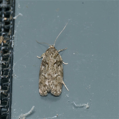 Philobota philostaura (A Concealer moth (Philobota group) at Harrison, ACT - 5 Nov 2024 by DPRees125