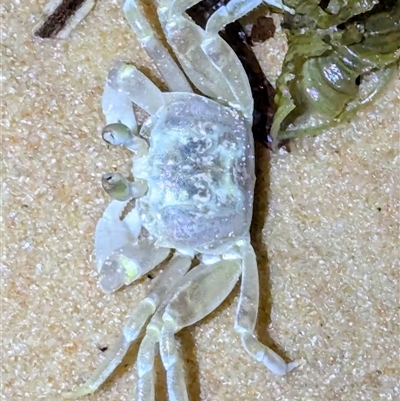 Ocypodidae (family) at Francois Peron National Park, WA - 5 Nov 2024 by HelenCross