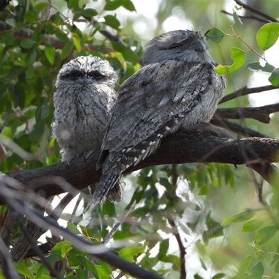 Podargus strigoides (Tawny Frogmouth) at Chapman, ACT - 8 Nov 2024 by LinePerrins