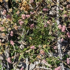 Unidentified Other Wildflower or Herb at Kalbarri National Park, WA - 12 Sep 2024 by Paul4K