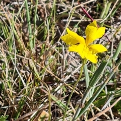 Goodenia pinnatifida at Isaacs, ACT - 8 Nov 2024