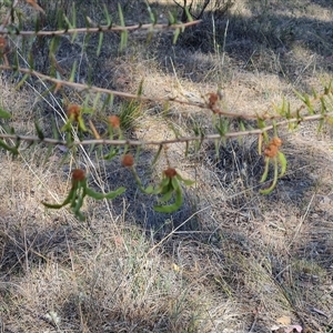 Acacia ulicifolia at Isaacs, ACT - 8 Nov 2024