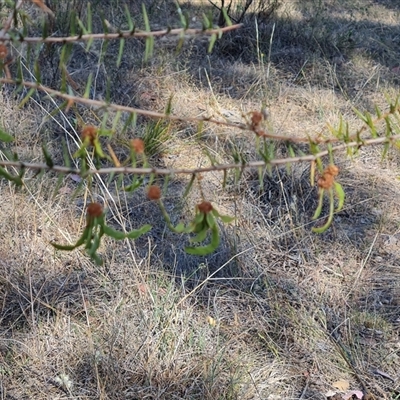 Acacia ulicifolia (Prickly Moses) at Isaacs, ACT - 8 Nov 2024 by Mike